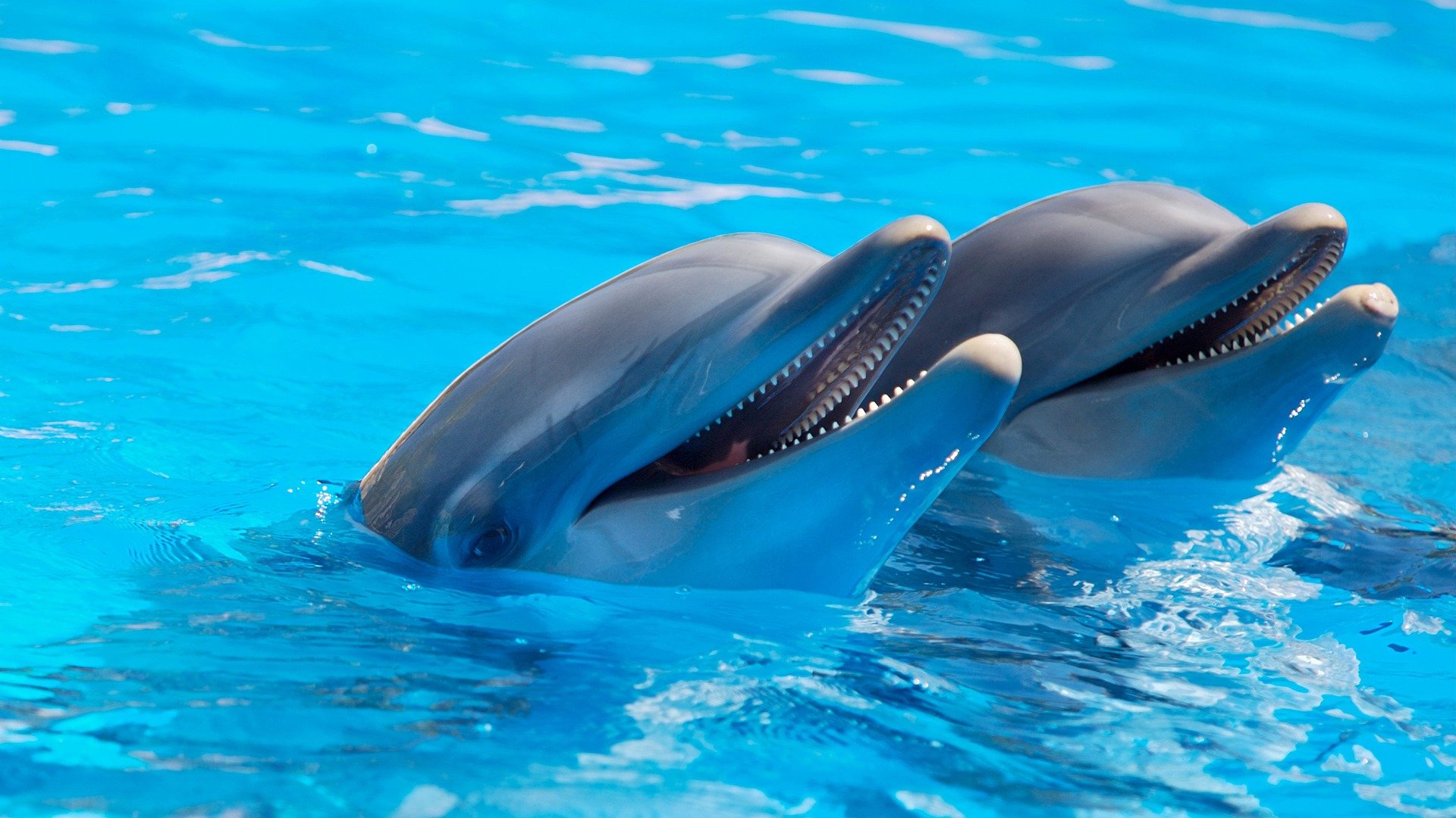 Enjoy a dolphin tour on your next vacation to the Florida Keys