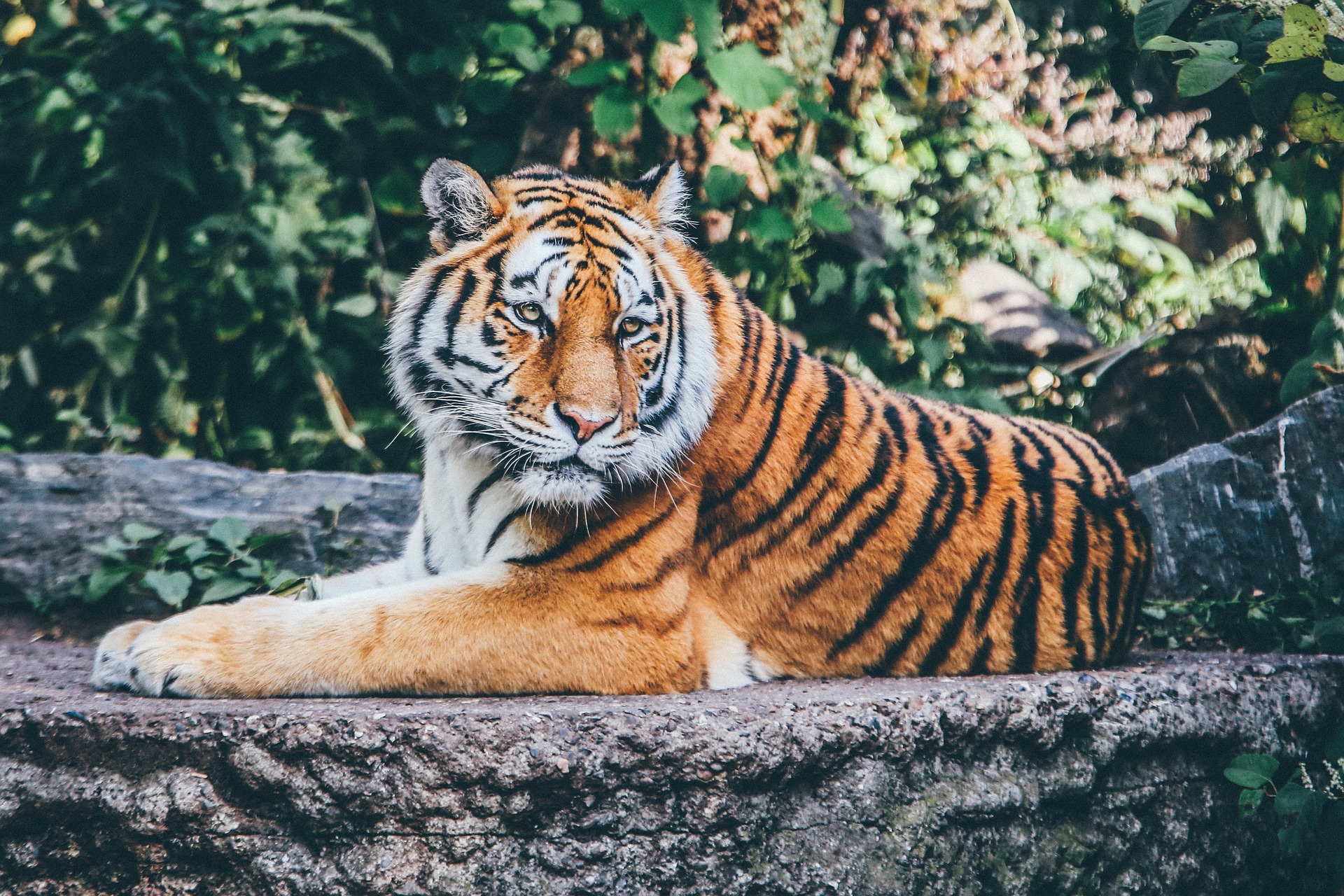 Tiger at the Big Cat Habit & Gulf Coast Sanctuary